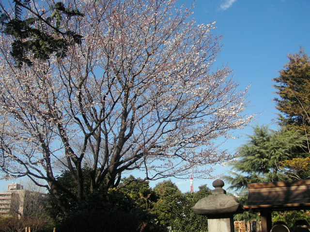 2月の桜・実相寺.JPG